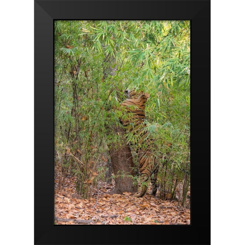 India-Madhya Pradesh-Bandhavgarh National Park Bengal tiger sent marking tree in bamboo habitat Black Modern Wood Framed Art Print by Hopkins, Cindy Miller