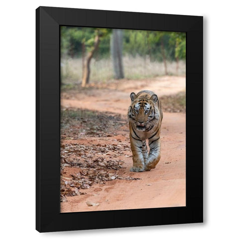 India-Madhya Pradesh-Bandhavgarh National Park Bengal tiger-endangered species Black Modern Wood Framed Art Print by Hopkins, Cindy Miller