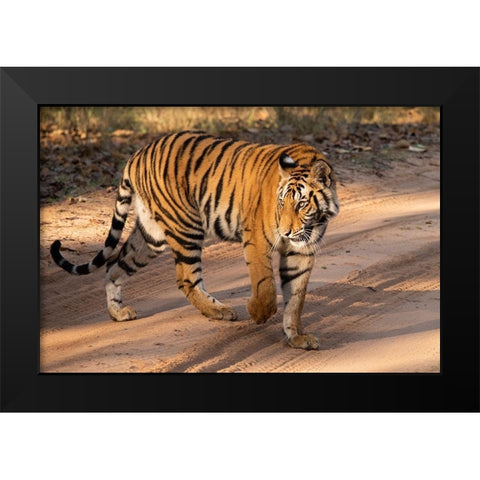 India-Madhya Pradesh-Bandhavgarh National Park Mature female Bengal tiger-endangered species Black Modern Wood Framed Art Print by Hopkins, Cindy Miller