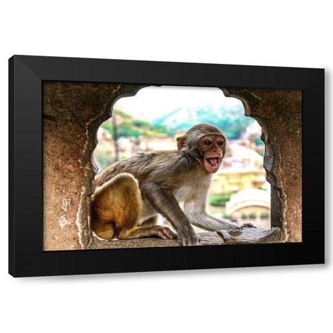 Jaipur-India-Monkey Temple-laughing Macaque Black Modern Wood Framed Art Print with Double Matting by Sienda, Jolly