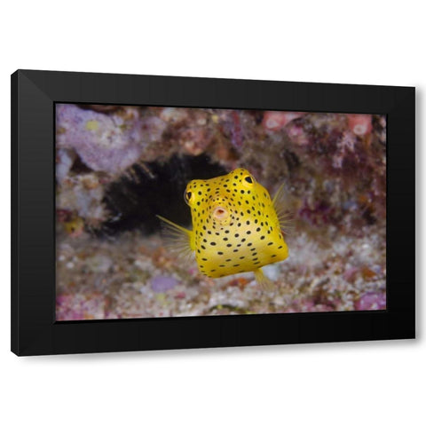 Indonesia, Komodo NP Juvenile box fish Black Modern Wood Framed Art Print with Double Matting by Shimlock, Jones