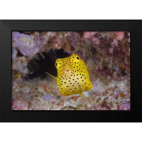 Indonesia, Komodo NP Juvenile box fish Black Modern Wood Framed Art Print by Shimlock, Jones