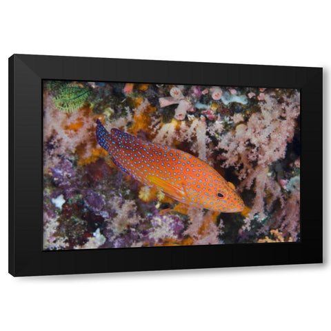 Indonesia, Komodo NP A coral trout among reef Black Modern Wood Framed Art Print by Shimlock, Jones