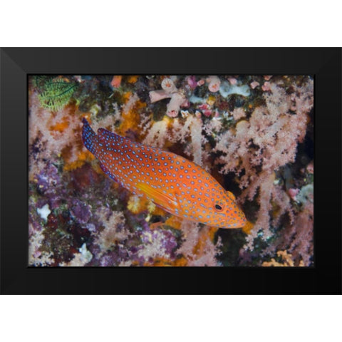 Indonesia, Komodo NP A coral trout among reef Black Modern Wood Framed Art Print by Shimlock, Jones
