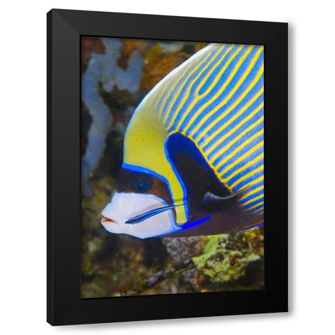 Indonesia, Komodo NP Angelfish being cleaned Black Modern Wood Framed Art Print with Double Matting by Shimlock, Jones