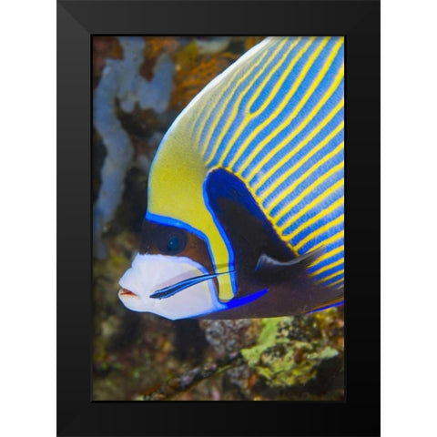 Indonesia, Komodo NP Angelfish being cleaned Black Modern Wood Framed Art Print by Shimlock, Jones