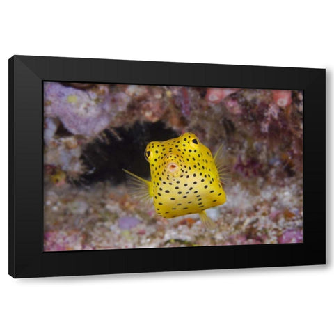 Indonesia, Komodo NP A juvenile boxfish Black Modern Wood Framed Art Print with Double Matting by Shimlock, Jones
