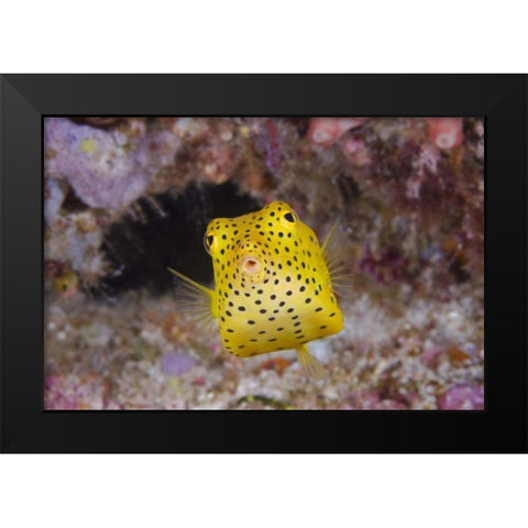 Indonesia, Komodo NP A juvenile boxfish Black Modern Wood Framed Art Print by Shimlock, Jones