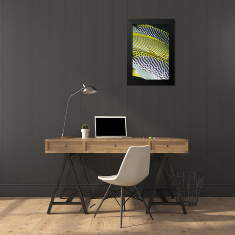 Indonesia, Komodo NP Banding on sweetlips fish Black Modern Wood Framed Art Print by Shimlock, Jones
