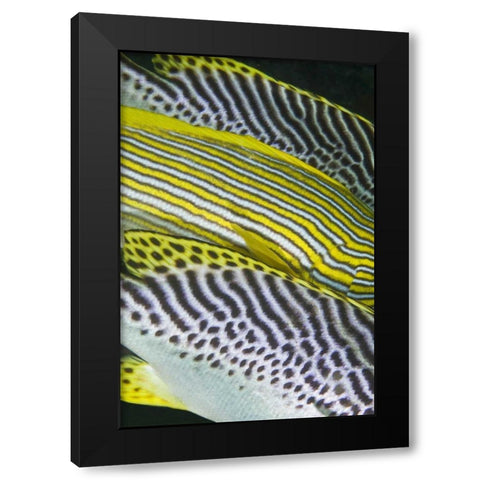 Indonesia, Komodo NP Banding on sweetlips fish Black Modern Wood Framed Art Print with Double Matting by Shimlock, Jones