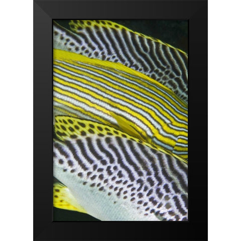 Indonesia, Komodo NP Banding on sweetlips fish Black Modern Wood Framed Art Print by Shimlock, Jones