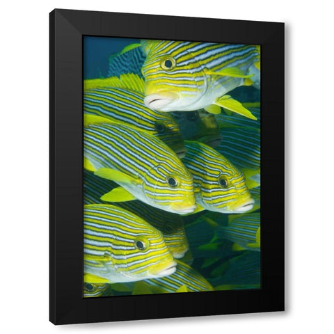 Indonesia, Komodo NP Ribbon sweetlips fish Black Modern Wood Framed Art Print with Double Matting by Shimlock, Jones
