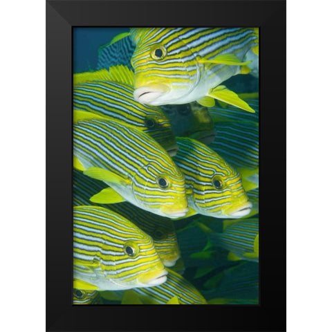 Indonesia, Komodo NP Ribbon sweetlips fish Black Modern Wood Framed Art Print by Shimlock, Jones