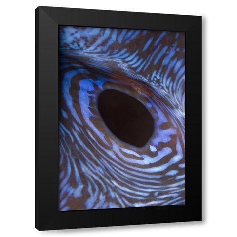 Indonesia, Komodo NP Giant tridacna clam Black Modern Wood Framed Art Print with Double Matting by Shimlock, Jones