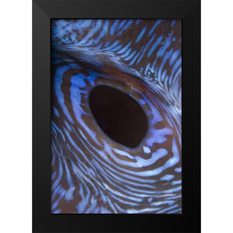 Indonesia, Komodo NP Giant tridacna clam Black Modern Wood Framed Art Print by Shimlock, Jones