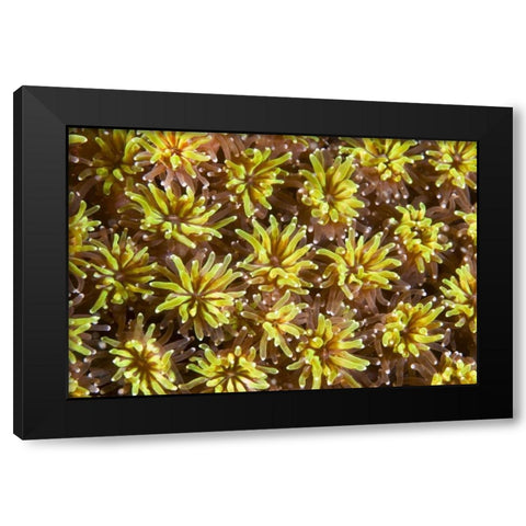 Indonesia, Komodo NP Tentacles of polyps Black Modern Wood Framed Art Print with Double Matting by Shimlock, Jones