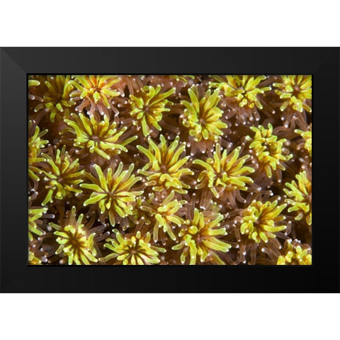 Indonesia, Komodo NP Tentacles of polyps Black Modern Wood Framed Art Print by Shimlock, Jones