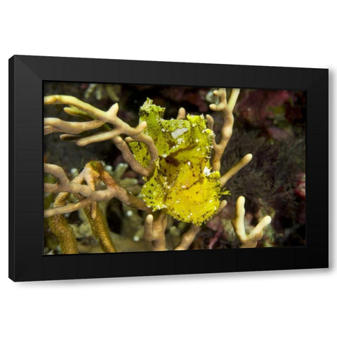 Indonesia, Komodo NP Sailfin leaffish in coral Black Modern Wood Framed Art Print by Shimlock, Jones