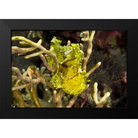 Indonesia, Komodo NP Sailfin leaffish in coral Black Modern Wood Framed Art Print by Shimlock, Jones