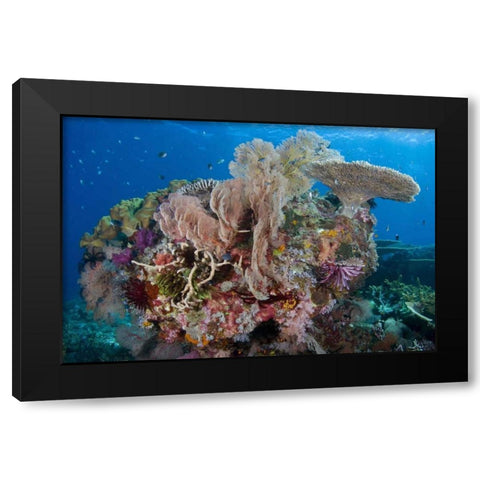 Indonesia, Komodo NP Protected coral reef Black Modern Wood Framed Art Print with Double Matting by Shimlock, Jones