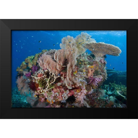 Indonesia, Komodo NP Protected coral reef Black Modern Wood Framed Art Print by Shimlock, Jones
