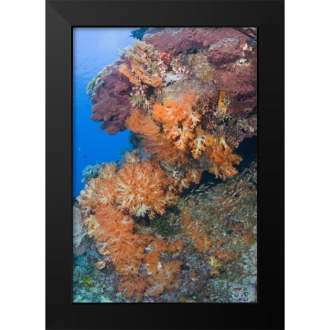 Indonesia, Komodo NP Protected coral reef Black Modern Wood Framed Art Print by Shimlock, Jones