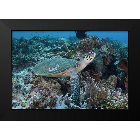 Indonesia, Komodo NP Green turtle over coral Black Modern Wood Framed Art Print by Shimlock, Jones
