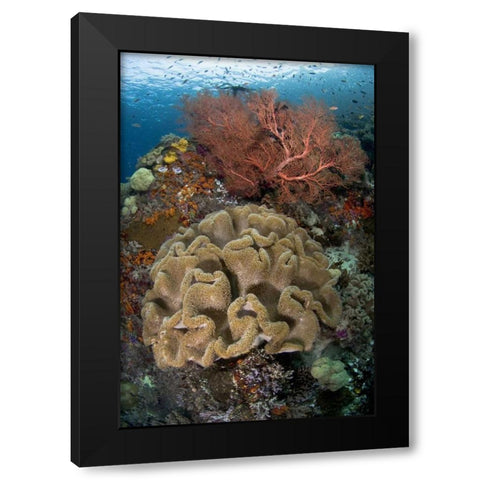 Indonesia Pristine coral reef off Misool Island Black Modern Wood Framed Art Print with Double Matting by Shimlock, Jones