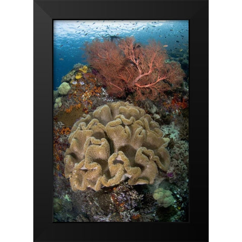 Indonesia Pristine coral reef off Misool Island Black Modern Wood Framed Art Print by Shimlock, Jones
