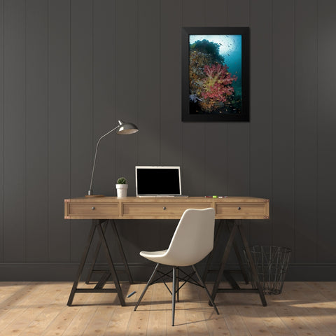 Indonesia, Triton Bay Soft coral on a boulder Black Modern Wood Framed Art Print by Shimlock, Jones