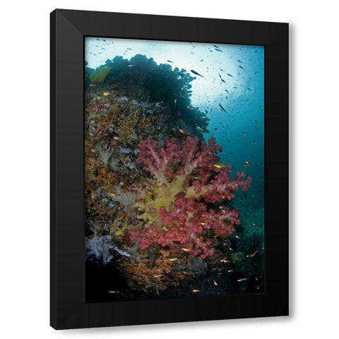 Indonesia, Triton Bay Soft coral on a boulder Black Modern Wood Framed Art Print with Double Matting by Shimlock, Jones