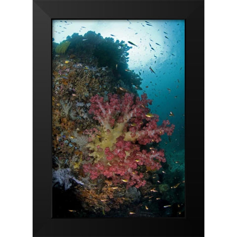 Indonesia, Triton Bay Soft coral on a boulder Black Modern Wood Framed Art Print by Shimlock, Jones