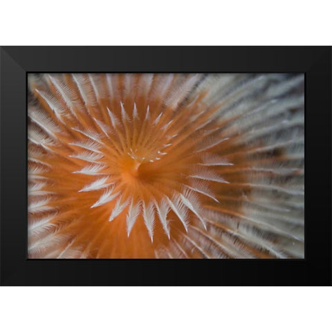 Indonesia, Papua, Fakfak Feather-duster worm Black Modern Wood Framed Art Print by Shimlock, Jones