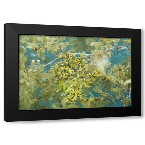 Indonesia, Papua, Fakfak Frogfish camouflaged Black Modern Wood Framed Art Print with Double Matting by Shimlock, Jones