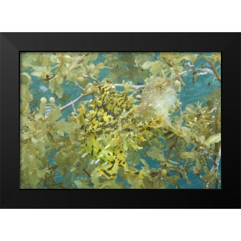 Indonesia, Papua, Fakfak Frogfish camouflaged Black Modern Wood Framed Art Print by Shimlock, Jones
