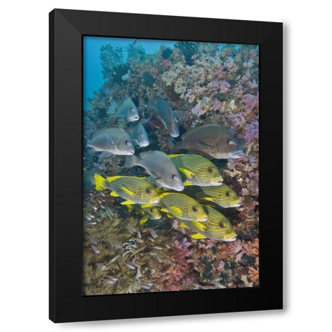 Indonesia,Triton Bay Schooling fish and coral Black Modern Wood Framed Art Print with Double Matting by Shimlock, Jones
