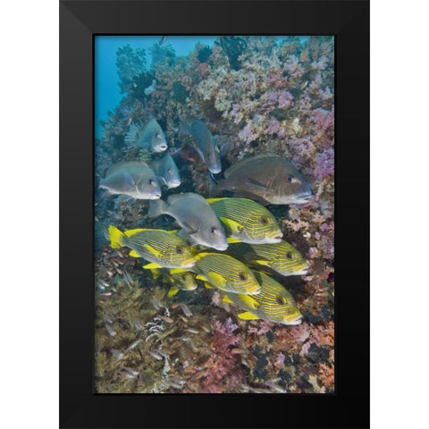 Indonesia,Triton Bay Schooling fish and coral Black Modern Wood Framed Art Print by Shimlock, Jones