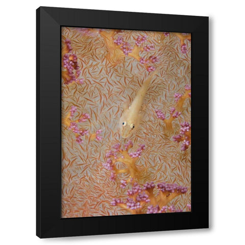 Indonesia, Triton Bay Soft-coral goby fish Black Modern Wood Framed Art Print with Double Matting by Shimlock, Jones