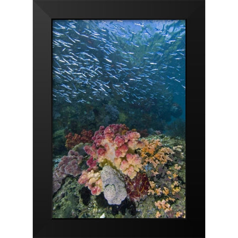 Indonesia, Triton Bay School of silversides fish Black Modern Wood Framed Art Print by Shimlock, Jones