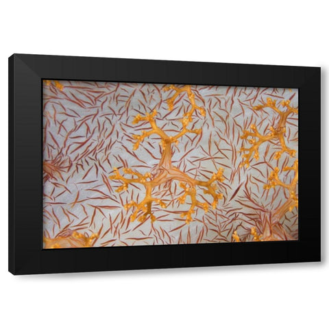 Indonesia, Papua Detail of a soft coral polyps Black Modern Wood Framed Art Print with Double Matting by Shimlock, Jones
