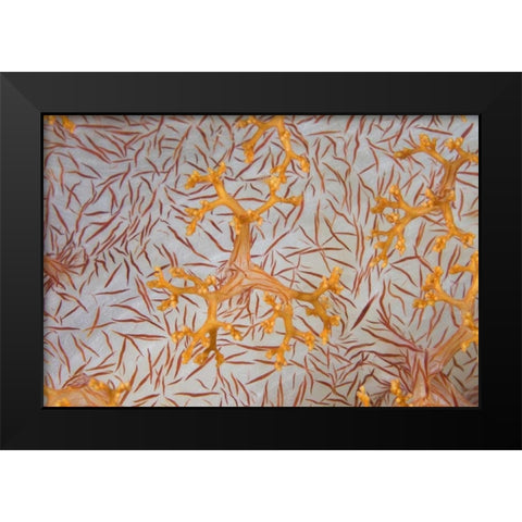 Indonesia, Papua Detail of a soft coral polyps Black Modern Wood Framed Art Print by Shimlock, Jones