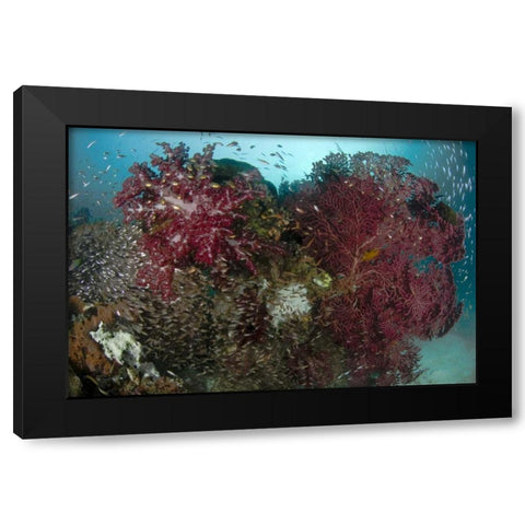 Indonesia, Papua Reef panorama of soft coral Black Modern Wood Framed Art Print with Double Matting by Shimlock, Jones