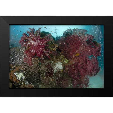 Indonesia, Papua Reef panorama of soft coral Black Modern Wood Framed Art Print by Shimlock, Jones