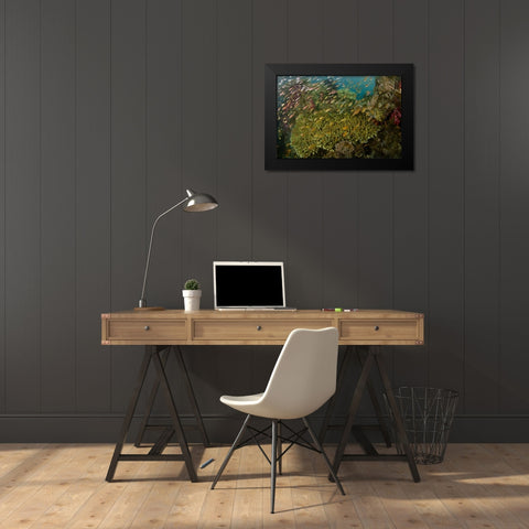 Indonesia Reef panorama of corals and fish Black Modern Wood Framed Art Print by Shimlock, Jones