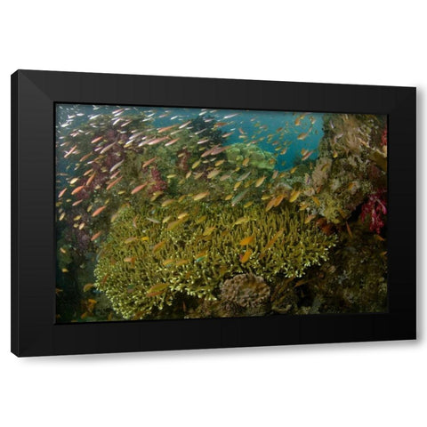 Indonesia Reef panorama of corals and fish Black Modern Wood Framed Art Print with Double Matting by Shimlock, Jones