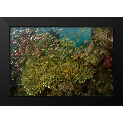 Indonesia Reef panorama of corals and fish Black Modern Wood Framed Art Print by Shimlock, Jones