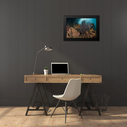 Indonesia Corals and glassy cardinalfish Black Modern Wood Framed Art Print by Shimlock, Jones