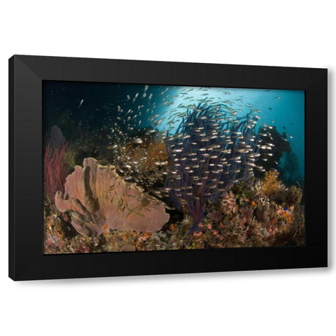 Indonesia Corals and glassy cardinalfish Black Modern Wood Framed Art Print with Double Matting by Shimlock, Jones