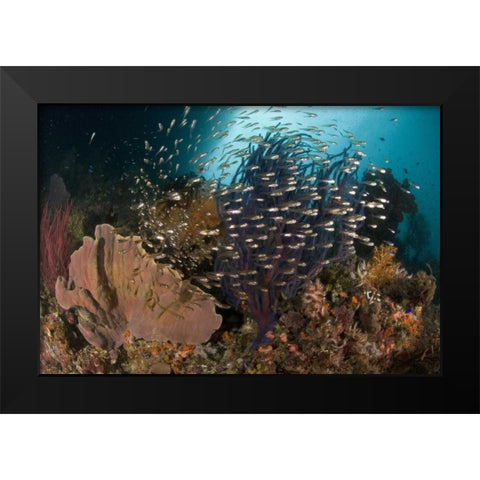 Indonesia Corals and glassy cardinalfish Black Modern Wood Framed Art Print by Shimlock, Jones