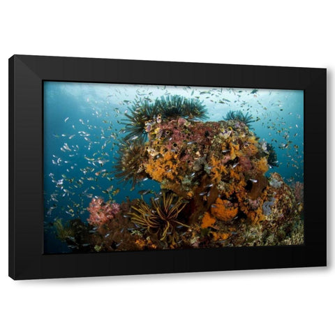 Indonesia, Papua Reef scenic with coral and fish Black Modern Wood Framed Art Print by Shimlock, Jones